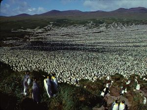 Supporting image for story: Scientists spot collapse of world’s biggest king penguin colony