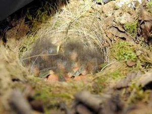 Supporting image for story: Robin's nest . . . in Shropshire family's pram