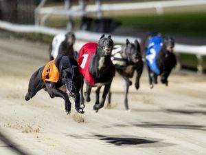 Supporting image for story: Greyhound racing gambling could be in place if application at Wolverhampton Racecourse successful