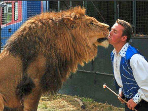 Supporting image for story: Chipperfield's Circus to keep lions at farm after vets give all-clear