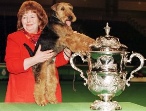 Winner of the Best in Show, male Welsh terrier Saredon Forever Young, poses with his owner Judy Averis and the trophy at Crufts