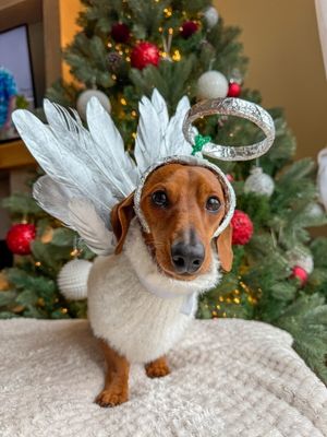 Dexter the Angel from Leeds.