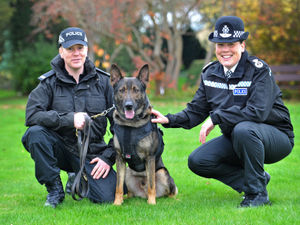 Supporting image for story: West Mercia Police issues protective stab vests to police dogs