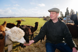 John Franklin-Hackett with his alpacas.