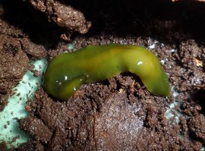Obama flatworm – threat to wildlife?