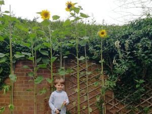 Supporting image for story: Little Ben’s sunflower is the blooming best