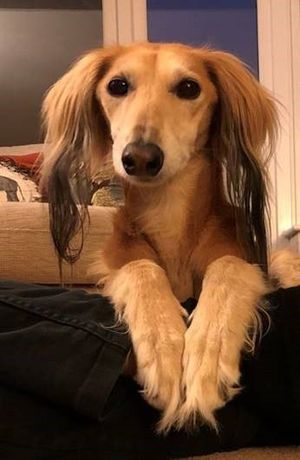 Stuart McIntosh's dog Ben