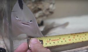 Measuring up - staff are delighted with the six new Guitarfish