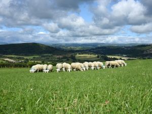 Supporting image for story: Sheepish response to Shropshire border MP as lamb on menu at Prime Minister's question time