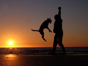 Supporting image for story: Sharing leftover meat with wolves ‘may have played a role in dog domestication’