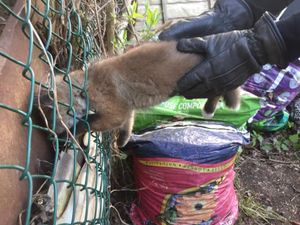 Supporting image for story: Blue-in-the-face fox cub rescued after getting head stuck in fence