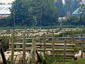 Supporting image for story: Crisis strands farm animals