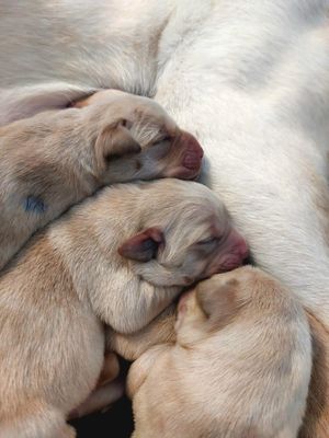 Some Guide Dog puppies sleeping.