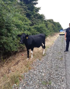 Supporting image for story: Escaped cow causes disruption on A483 in Oswestry