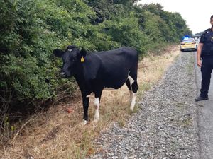 Supporting image for story: Escaped cow causes disruption on A483 in Oswestry