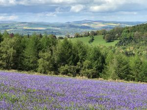 Sights over the forest 