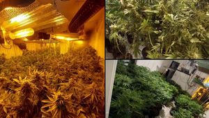 Police discovered this cannabis set up. Photo: @StPetersWMP