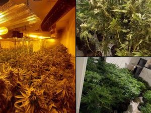 Supporting image for story: Police discover hundreds of plants at Wolverhampton cannabis farm