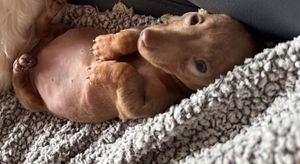 The dachshund puppy was able to go to a foster home after responding well to treatment. Photo: Ravens Return UK