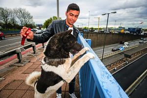 Keiran Samra with four-year-old dog Titan the Akita, who escaped from his home and ran onto the M5 motorway