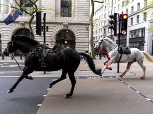 Supporting image for story: Three military horses that got loose in London to feature in Trooping the Colour