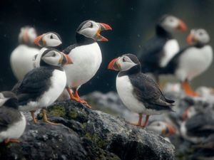 A large group of puffins on a rock