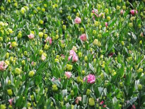 Supporting image for story: Post-Brexit checks ‘mean only the rich will be able to give flowers’, Lords told