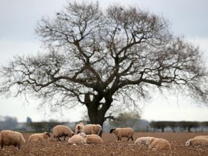 Supporting image for story: Spike in sheep rustling at height of coronavirus pandemic – report