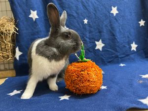 Supporting image for story: Adoptober: The RSPCA in Shropshire is seeking help to find a home for unlucky bunny rabbit Boycie - and he's seeking Marlene