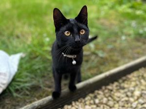 Supporting image for story: Bear the kitten survives Christmas scare thanks to vets’ charity