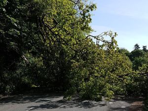 Supporting image for story: Fallen tree blocks road in Powys