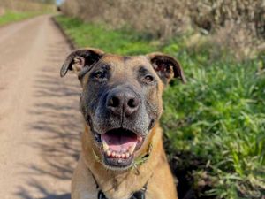 Supporting image for story: 'Britain's most unwanted dog' finally goes to new home after spending over half his life in kennels
