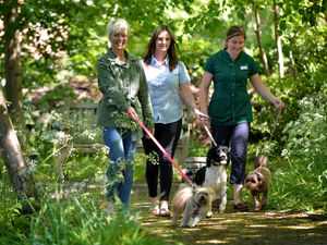 Supporting image for story: Tails set to wag for new charity event