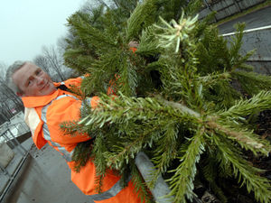 Supporting image for story: Christmas tree recycling advice for Shropshire residents for when festivities finish