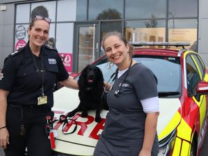 Supporting image for story: New fire investigation dog Holly joins West Midlands Fire Service with support from local vet practice