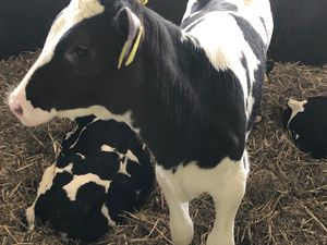 Supporting image for story: Interactive workshop to examine how technology can boost dairy calf rearing