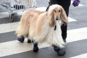 An Afghan hound arrives for the second day of Crufts 2018