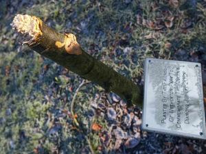 Supporting image for story: Vandals attack Jubilee tree honouring HM The Queen at Dudley park