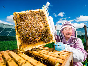Supporting image for story: Sting with a twist: Thieves cashing in with stolen beehives