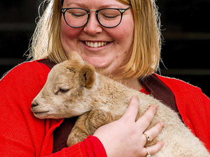 Supporting image for story: Newborn lambs at Market Drayton farm