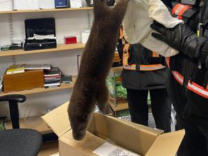 Supporting image for story: VIDEO: Shrewsbury rangers to the rescue after otter goes for a potter up Pride Hill