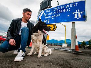 Supporting image for story: Tail-backs and chaos on the M5? Titan the dog loves life in the fast lane