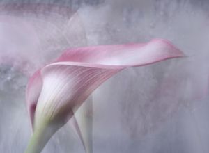 Pink Lily by Fran Hartshorne