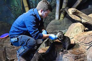 Supporting image for story: What it's like to work at Birmingham's Sea Life Centre