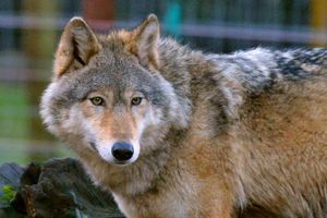 Tala the wolf