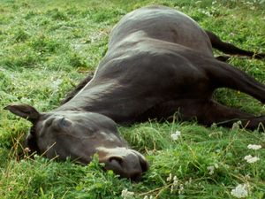 Supporting image for story: Acclaimed filmmaker brings piece to city art gallery