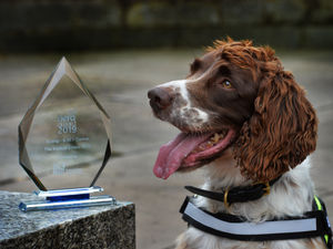 Supporting image for story: Award for sniffer dog Scamp the scourge of the smugglers
