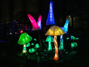 Supporting image for story: Community calls for support for beloved 'Festive Lightwalk'