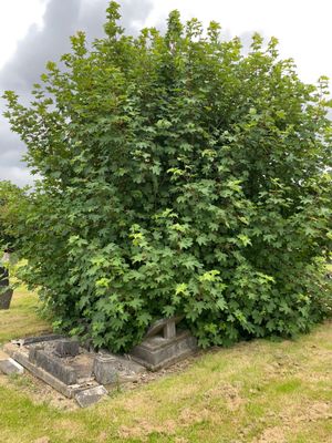The Memory Lane graveyard in Wednesfield