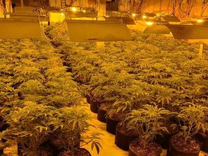 Supporting image for story: £1.5 million cannabis factory discovered at industrial unit